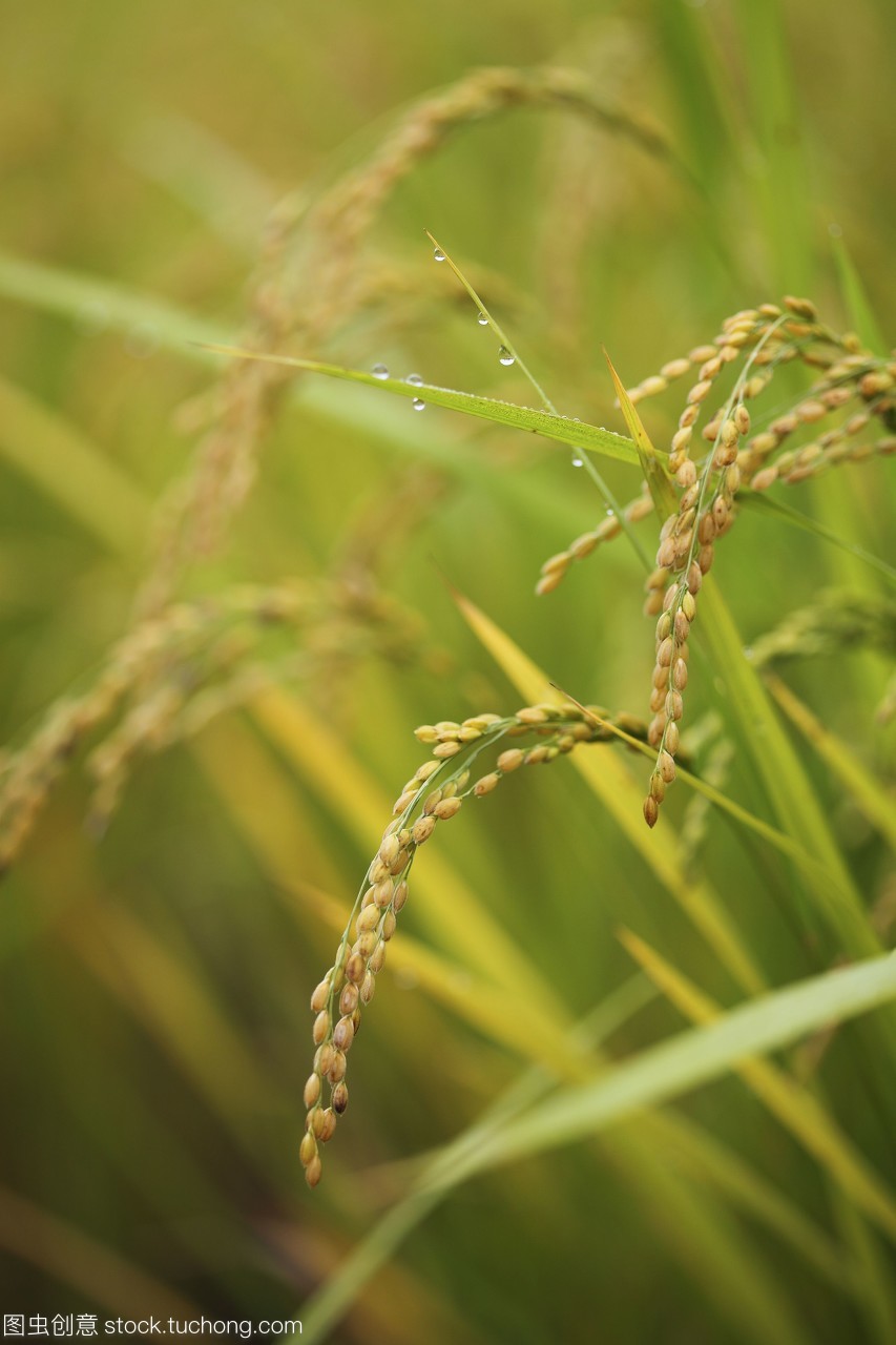 秋日稻田間的水珠詩篇