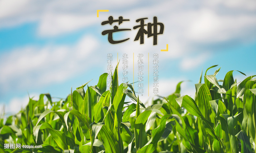芒種時節(jié)繪豐年 創(chuàng)意海報點亮畜產(chǎn)品購銷新篇章