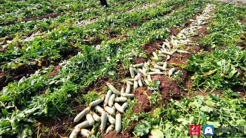 家家悅集團(tuán)采購(gòu)170余噸滯銷蘿卜助農(nóng)解困 彰顯企業(yè)社會(huì)責(zé)任與供應(yīng)鏈擔(dān)當(dāng)