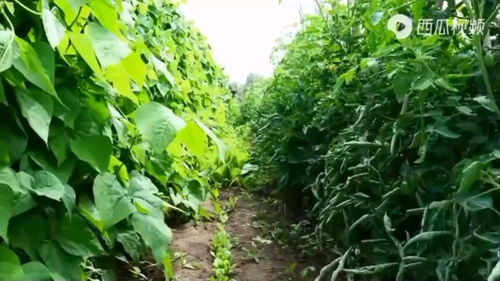 農(nóng)村農(nóng)產(chǎn)品 農(nóng)業(yè)發(fā)展的核心與農(nóng)民增收的關(guān)鍵