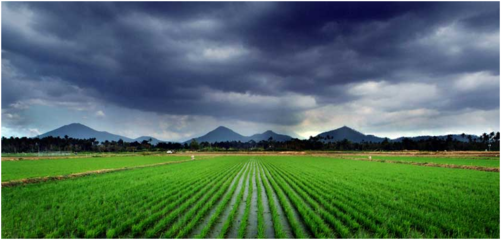 氣候變化對(duì)稻米產(chǎn)業(yè)的影響 挑戰(zhàn)與適應(yīng)